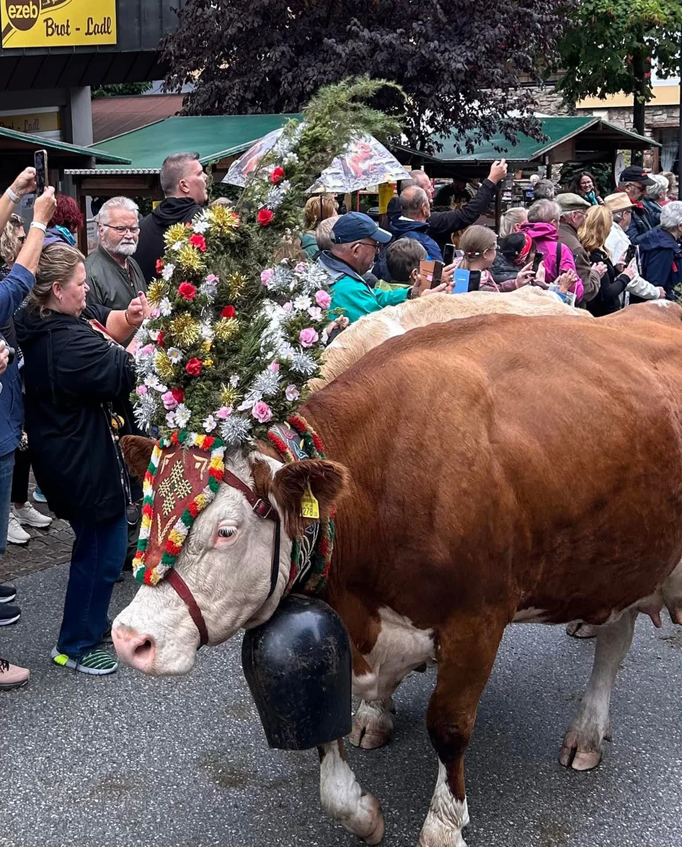 Geschmueckte Kuh mit grosser Zeremonienglocke beim Almabtrieb